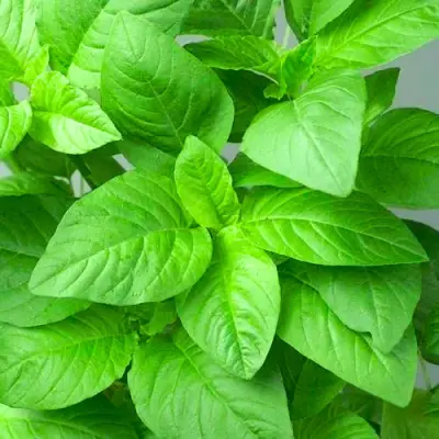 Chaulai (Amaranth Leaves)