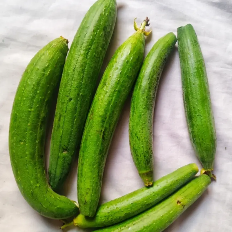 Ridge Gourd