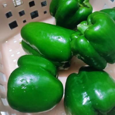 Shimla Mirch (Capsicum)