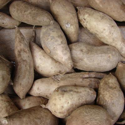 Sweet Potato