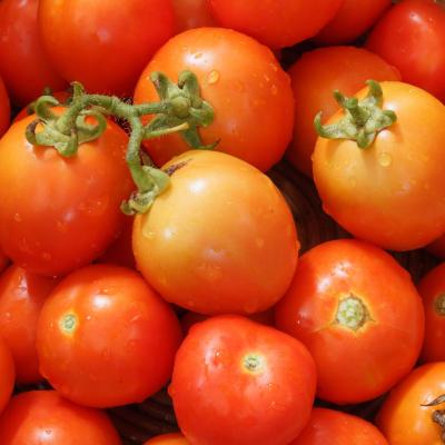 Tomato